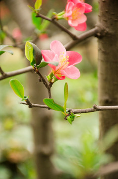 梅花