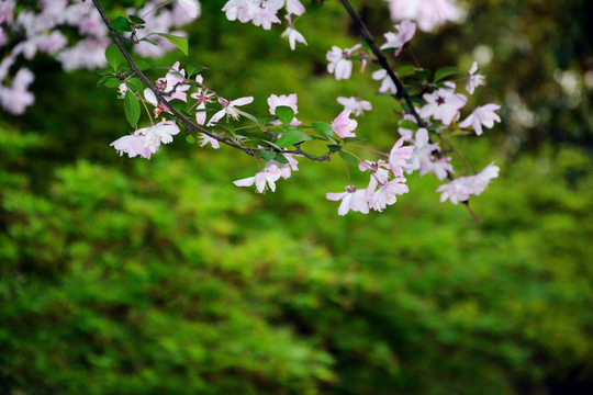 海棠花枝