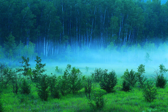绿色树林 夜雾升腾