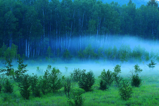 森林之夜 夜雾升腾