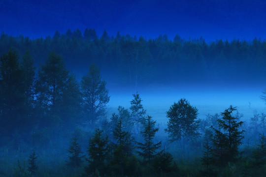 绿色树林夜色 雾气弥漫