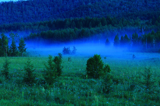 森林 夜雾升腾