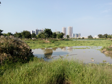 湿地公园风景