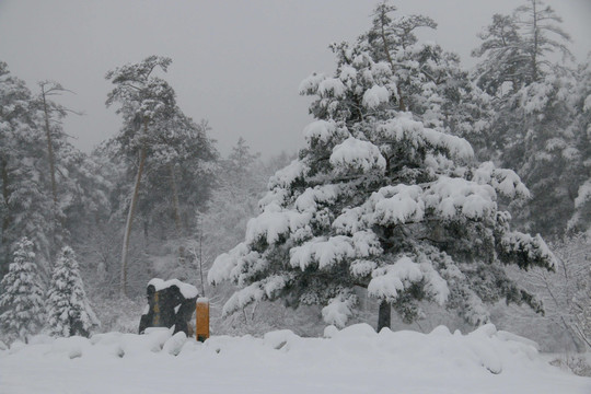 林海雪原