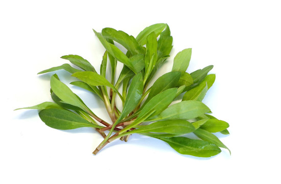 新鲜马兰头