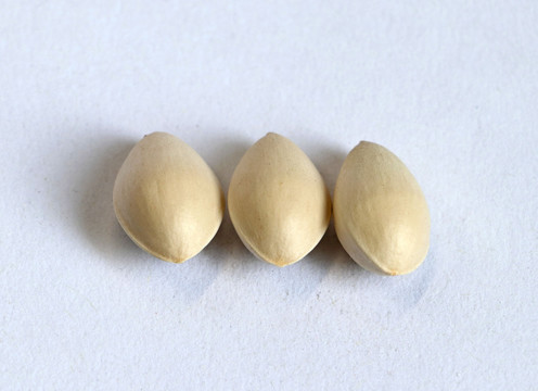 三颗白果