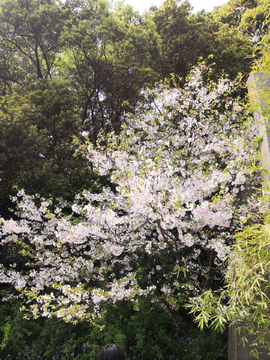 无锡鼋头渚樱花节