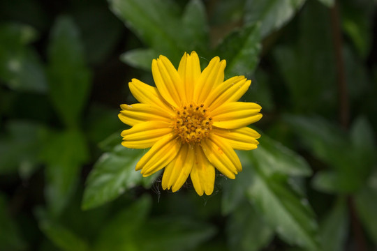 一朵黄色小菊花