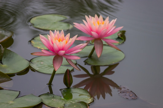 莲花特写