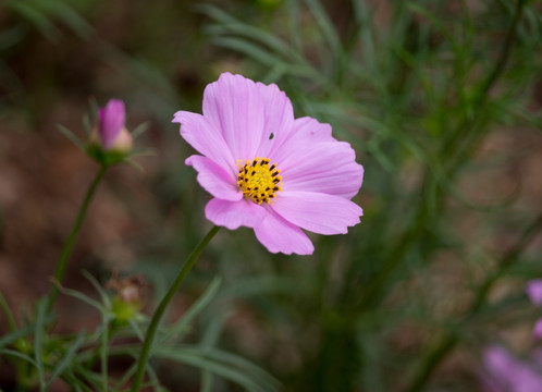 紫红波斯菊