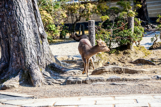 奈良小鹿