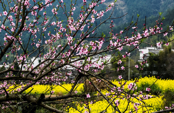 婺源江岭