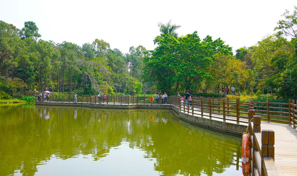 水上栈道 栈道 植物园