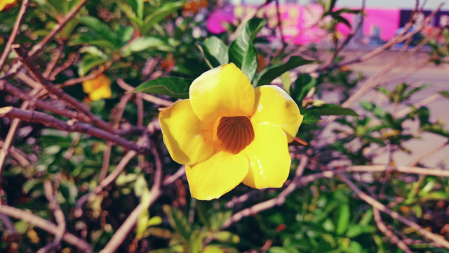 黄蝉花