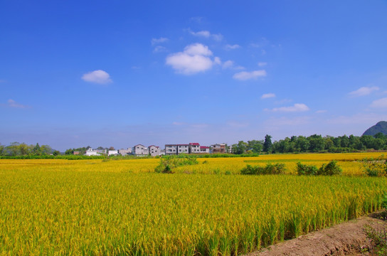 明亮田园风光