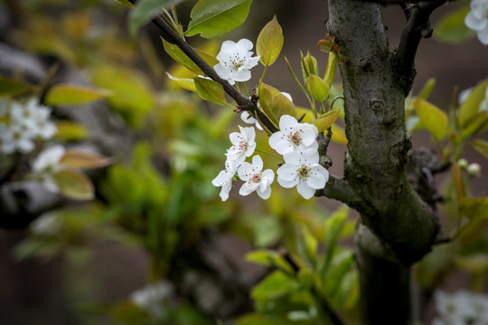 梨花