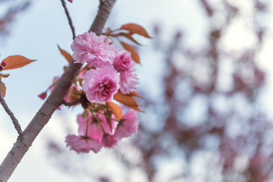 樱花