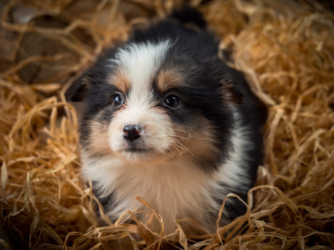 边境牧羊犬幼犬