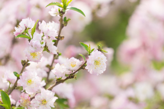 春暖花开