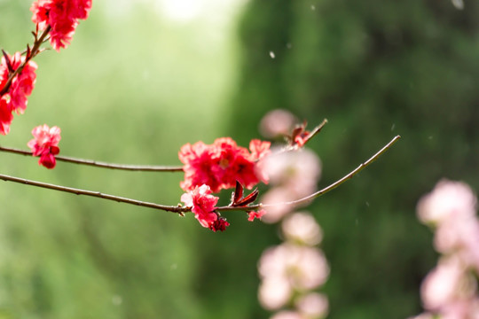 春暖花开