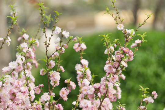 春暖花开