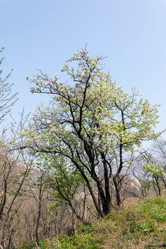 野果树
