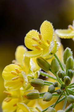 油菜花