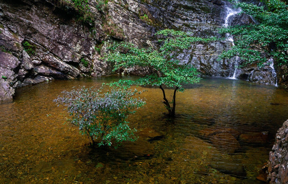 山涧溪流小树