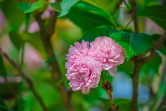 日本樱花雏菊樱