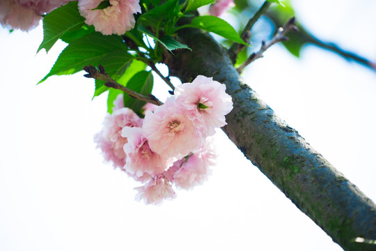 日本樱花雏菊樱