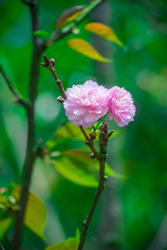 日本樱花