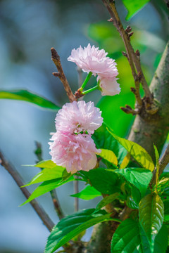 浪漫雏菊樱花