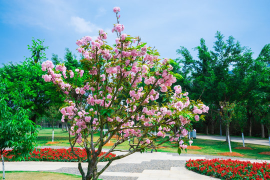 满树樱花