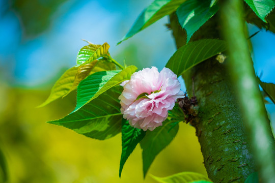 浪漫雏菊樱花