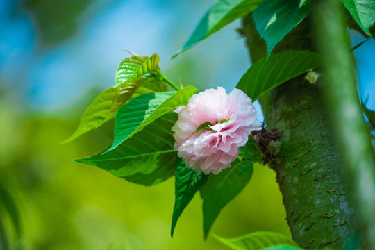 浪漫雏菊樱花