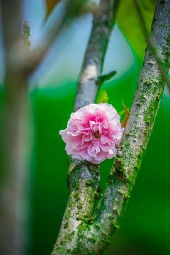 浪漫雏菊樱花