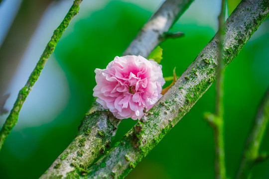 樱花