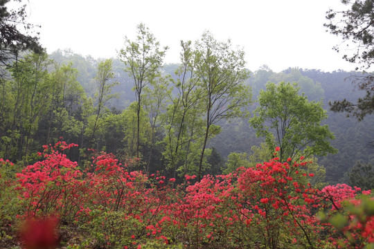 杜鹃花 映山红