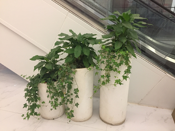 植物