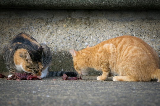 小猫吃肉