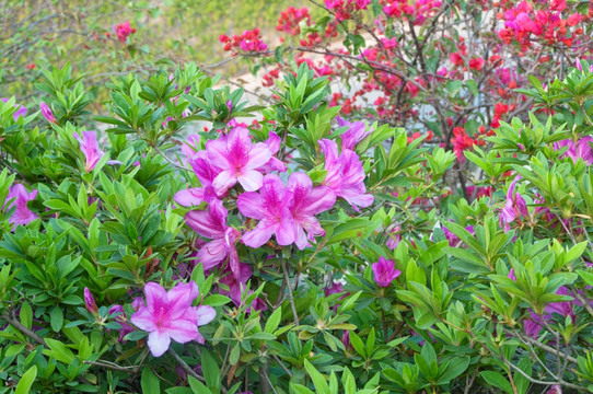 花草风景