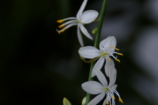 吊兰花