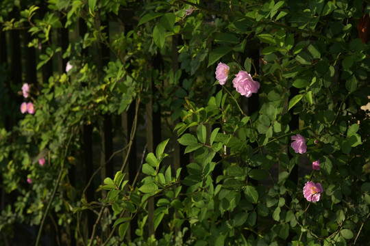 蔷薇花 蔷薇 鲜花 红花 花瓣