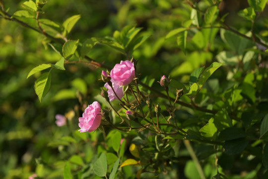蔷薇花 蔷薇 鲜花 红花 花瓣