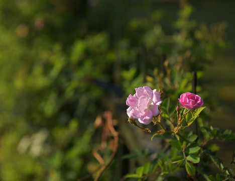 蔷薇花 蔷薇 鲜花 红花 花瓣