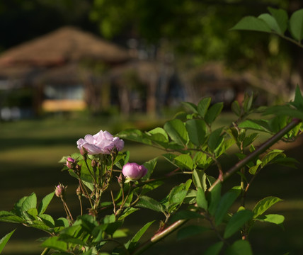 蔷薇花 蔷薇 鲜花 红花 花瓣