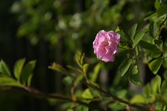 蔷薇花 蔷薇 鲜花 红花 花瓣