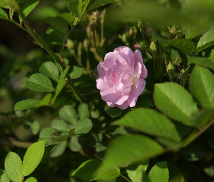 蔷薇花 蔷薇 鲜花 红花 花瓣