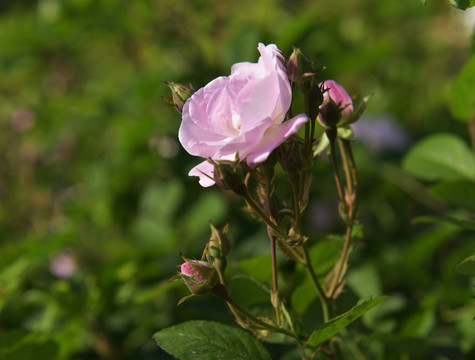 蔷薇花 蔷薇 鲜花 红花 花瓣