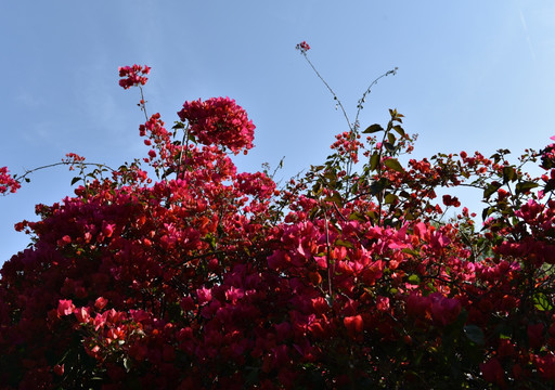 三角梅 红叶 红花 花瓣 花园